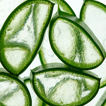 Aloe Vera kivonat