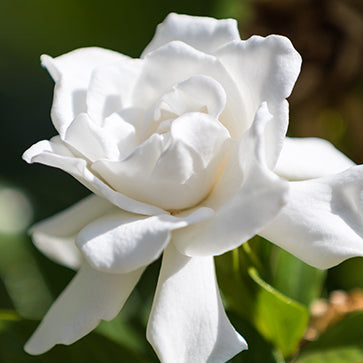 Gardenia kivonat