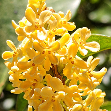 Osmanthus kivonat