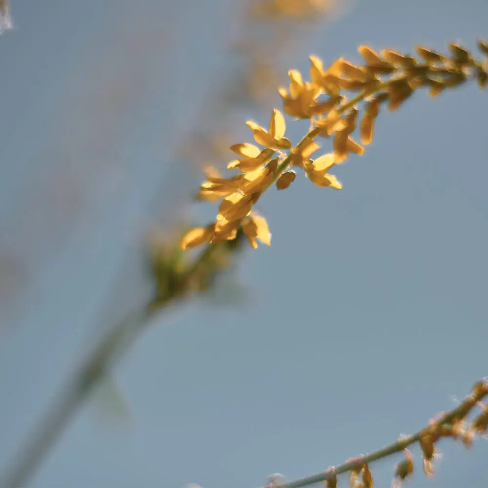 Sweet clover