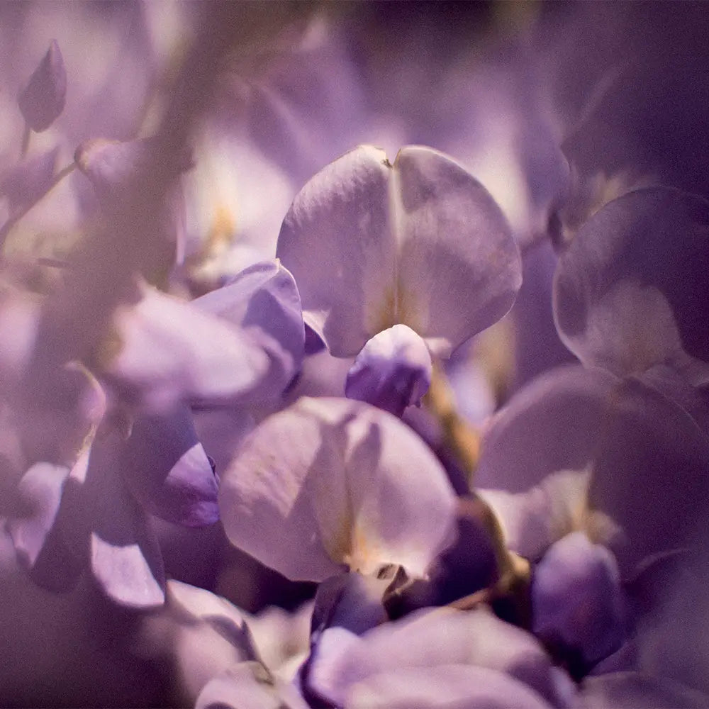 Wisteria