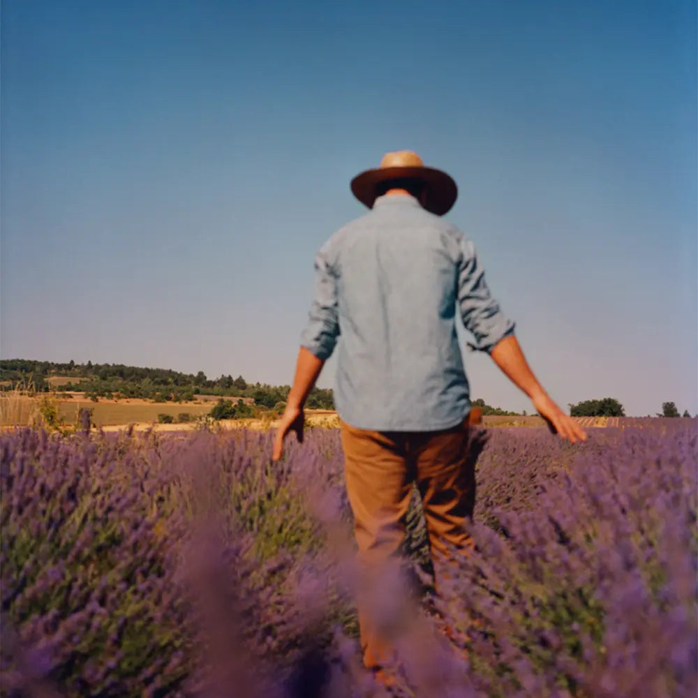 A provence -i levendula