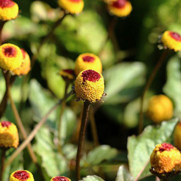Acmella Oleracea-kivonat