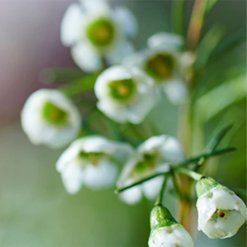 Mitől B Corp ™ a L’OCCITANE Group?