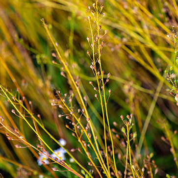 Camelina magolaj