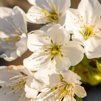 Cherry_Blossom Featured Ingredient - L'Occitane