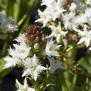 Echium növényi olaj
