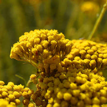 Immortelle szuperkivonat