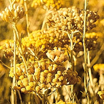 Immortelle vizes kivonata
