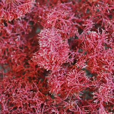 Korzikai jania rubens