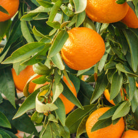 Orange_2 Featured Ingredient - L'Occitane