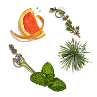 Purifying_Freshness Featured Ingredient - L'Occitane