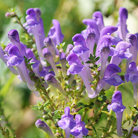 Skullcap_Extract Featured Ingredient - L'Occitane