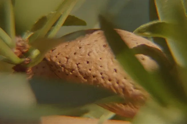 Mandula testápoló tej