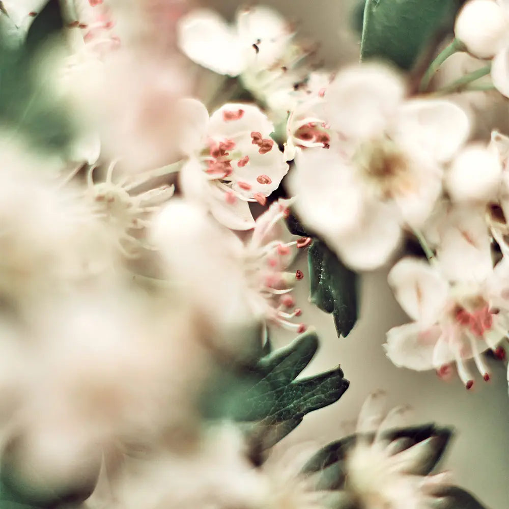 May blossom