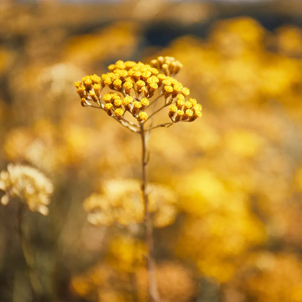 Immortelle esszenciális olaj