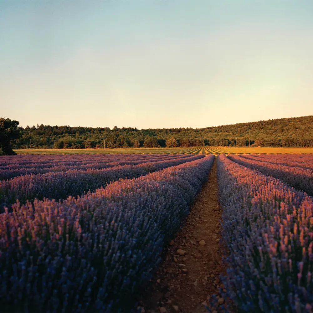Levendula Provence