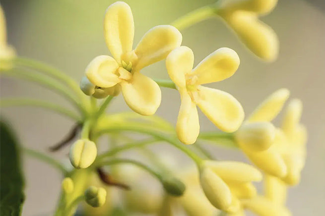 Osmanthus kollekció