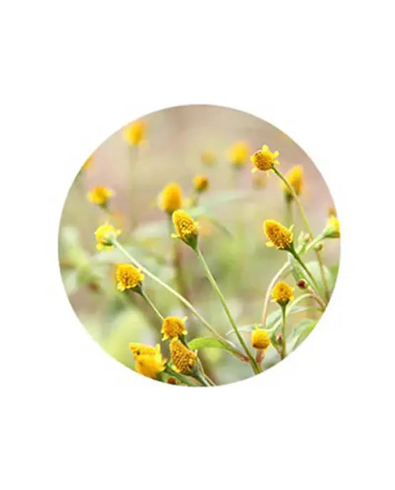 Image-text-1