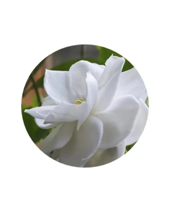Image-text-2